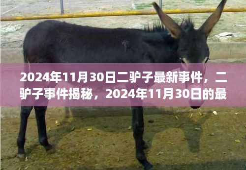 二驴子事件揭秘，最新篇章揭晓于2024年11月30日