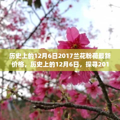 历史上的12月6日，探寻2017兰花粉荷最新价格与市场影响