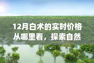 探索自然秘境，揭秘十二月白术实时价格的旅行指南，寻找心灵的宁静与价格洞察