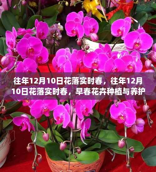 早春花卉种植与养护全攻略，12月10日花落实时春的种植与养护指南