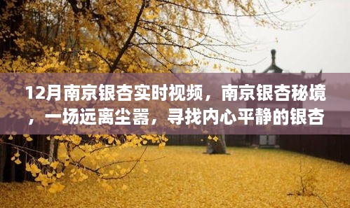 南京银杏秘境，寻找内心平静的银杏之旅实时播报与视频欣赏