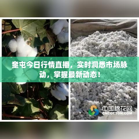 奎屯今日行情直播，实时洞悉市场脉动，掌握最新动态！