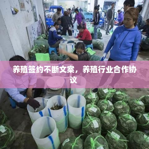 养殖签约不断文案，养殖行业合作协议 