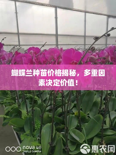 蝴蝶兰种苗价格揭秘，多重因素决定价值！