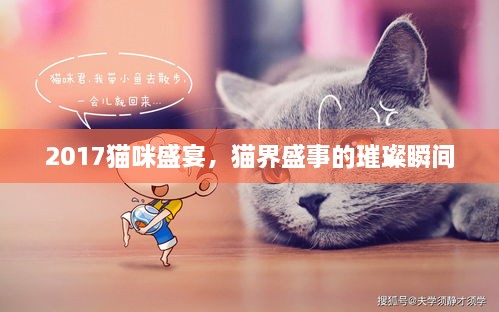 2017猫咪盛宴，猫界盛事的璀璨瞬间