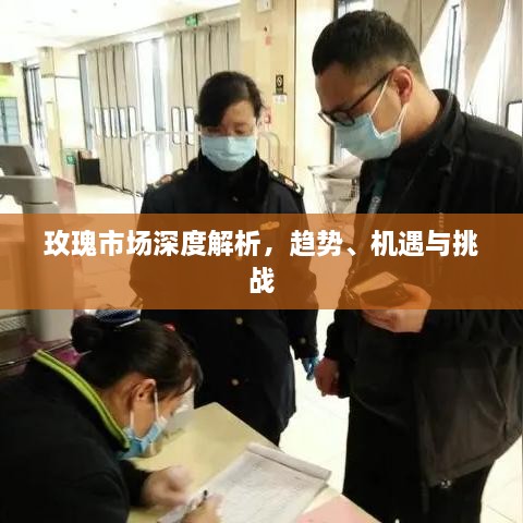 玫瑰市场深度解析，趋势、机遇与挑战