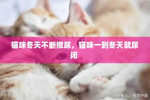 猫咪冬天不断撒尿，猫咪一到冬天就尿闭 