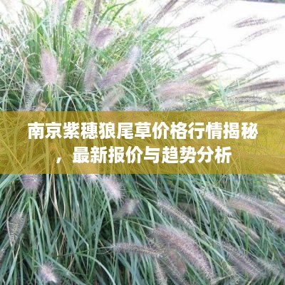 南京紫穗狼尾草价格行情揭秘，最新报价与趋势分析