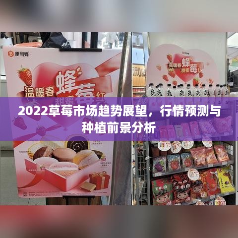 2022草莓市场趋势展望，行情预测与种植前景分析