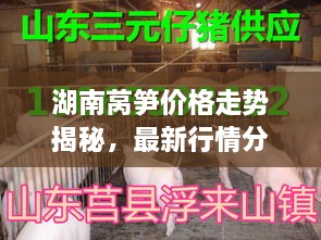 湖南莴笋价格走势揭秘，最新行情分析与市场动态