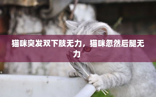 猫咪突发双下肢无力，猫咪忽然后腿无力 