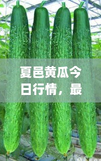 夏邑黄瓜今日行情，最新价格一网打尽