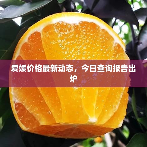 爱媛价格最新动态，今日查询报告出炉