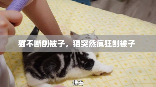 猫不断刨被子，猫突然疯狂刨被子 