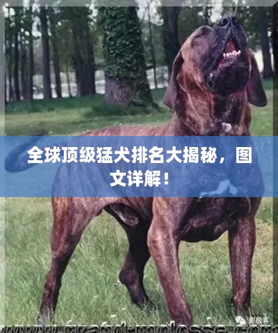 全球顶级猛犬排名大揭秘，图文详解！