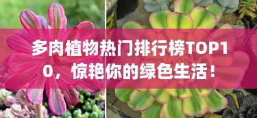 多肉植物热门排行榜TOP10，惊艳你的绿色生活！