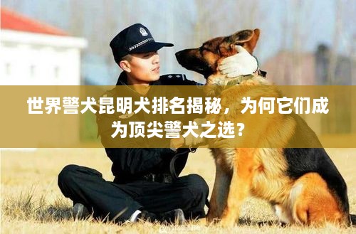 世界警犬昆明犬排名揭秘，为何它们成为顶尖警犬之选？