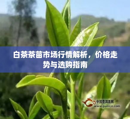 白茶茶苗市场行情解析，价格走势与选购指南