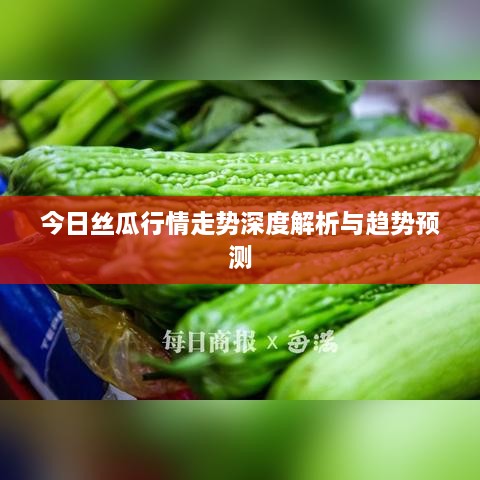 今日丝瓜行情走势深度解析与趋势预测