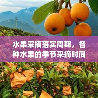 水果采摘落实周期，各种水果的季节采摘时间书 