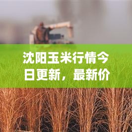 沈阳玉米行情今日更新，最新价格走势分析