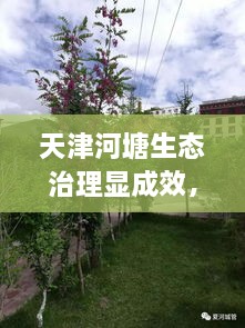 天津河塘生态治理显成效，城市面貌焕然一新