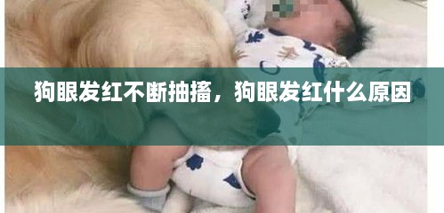 狗眼发红不断抽搐，狗眼发红什么原因 