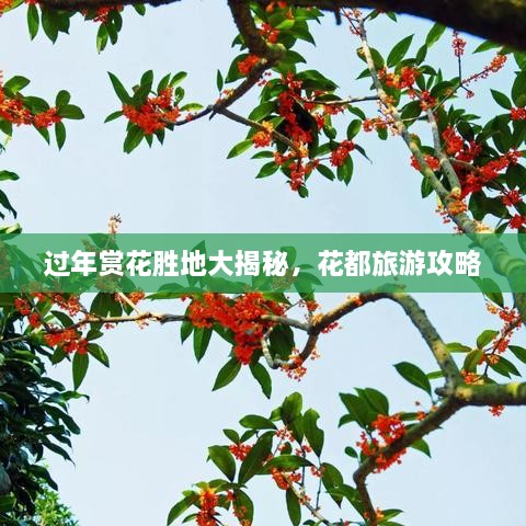 过年赏花胜地大揭秘，花都旅游攻略