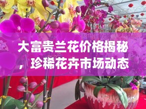 大富贵兰花价格揭秘，珍稀花卉市场动态与价值探究