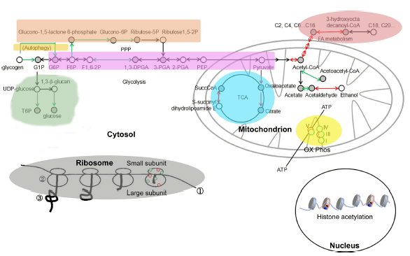 49彩图库免费的资料港澳l，稳定性操作方案分析_静态版19.26.57