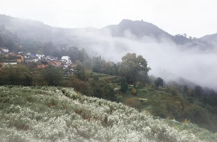 揭秘黄山秋韵，十一月七日最新风景图片欣赏