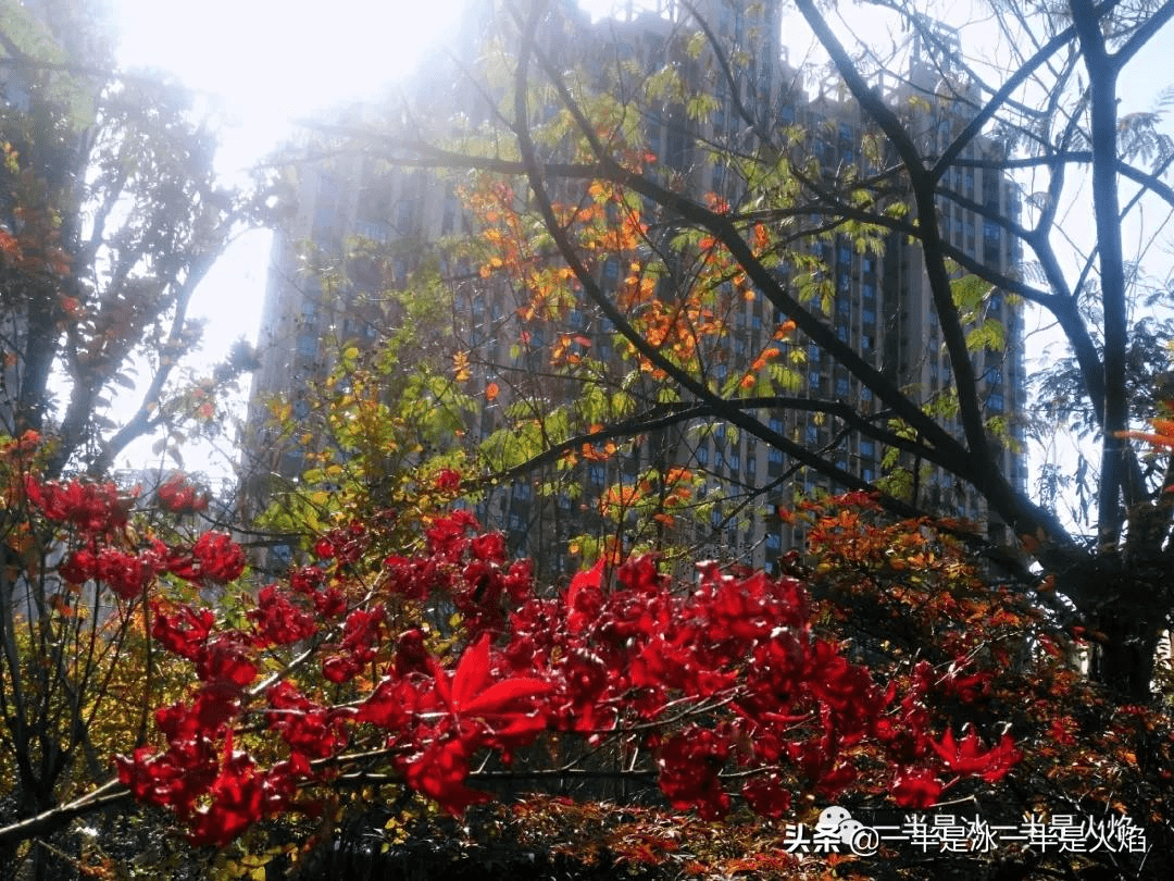 菏泽牡丹区秋日暖阳下的聚会惊喜，最新新闻与朋友间的温馨时刻