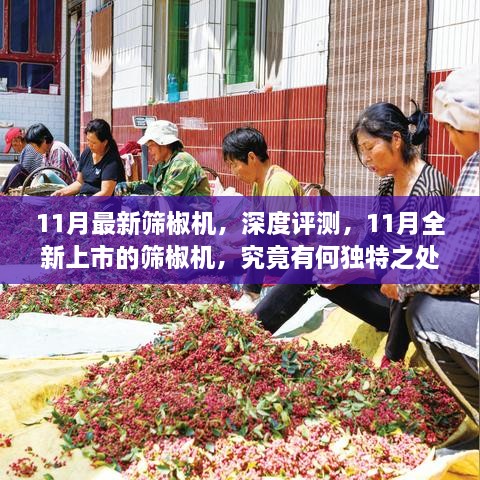 11月全新筛椒机深度解析，独特之处大揭秘！