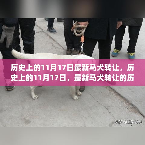 历史上的11月17日马犬转让历程回顾与最新趋势分析