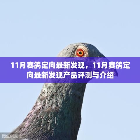 11月赛鸽定向最新发现产品评测与介绍，探索最新科技