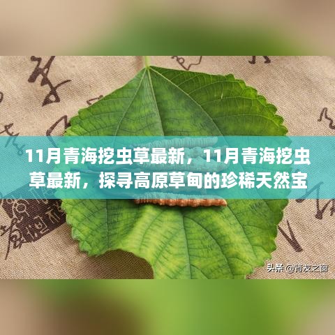 探寻高原草甸珍稀天然宝藏，揭秘青海虫草11月最新挖掘之旅