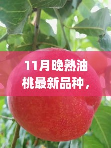 11月晚熟油桃新品种亮相，甘甜独特品尝正当季