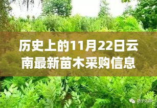 云南苗木采购信息背后的绿叶情深，一个关于友情与历史的温馨故事