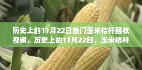 历史上的11月22日玉米桔杆回收视频热潮涌动时刻