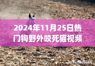 热门狗野外咬死猫事件深度解析，特性、体验、竞品对比及用户洞察分析