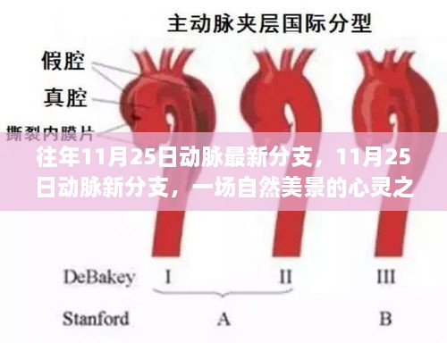 往年11月25日动脉最新分支，11月25日动脉新分支，一场自然美景的心灵之旅