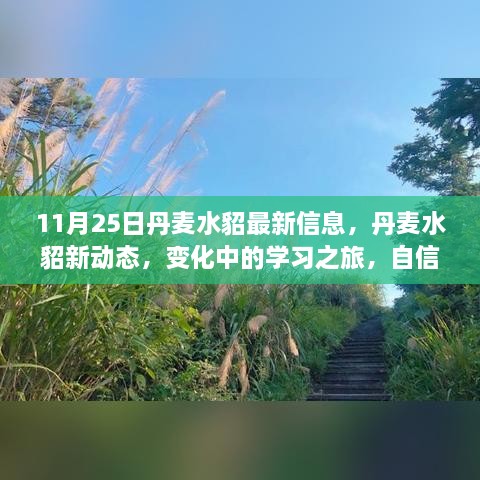 11月25日丹麦水貂最新信息，丹麦水貂新动态，变化中的学习之旅，自信与成就感的源泉