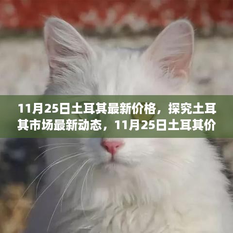 11月25日土耳其最新价格，探究土耳其市场最新动态，11月25日土耳其价格走势及其影响