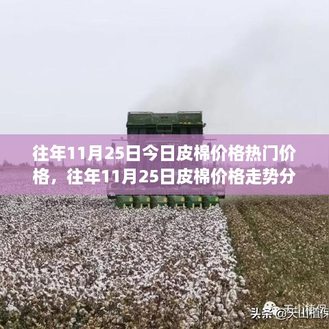 往年11月25日皮棉价格深度解析，走势分析、观点阐述与热门价格解读