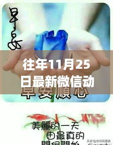 往年11月25日精选微信动态图片汇总，最新图片概览