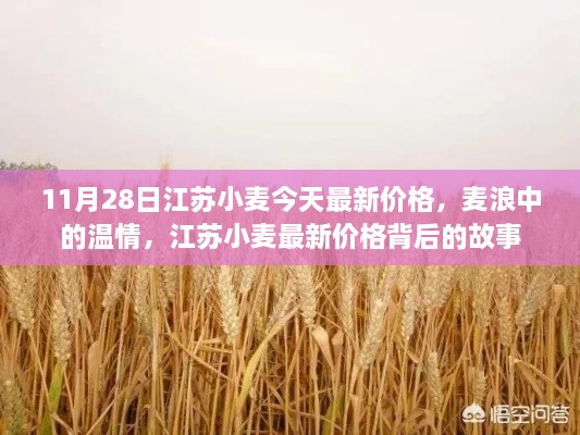 江苏小麦最新价格揭秘，温情背后的故事，11月28日麦浪中的市场动态