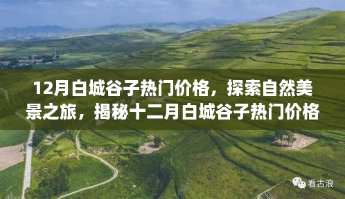 揭秘白城谷子十二月热门价格，自然美景之旅与心灵宁静的探寻