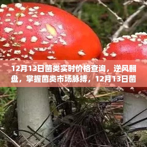 掌握菌类市场脉搏，12月13日菌类实时价格查询及其启示