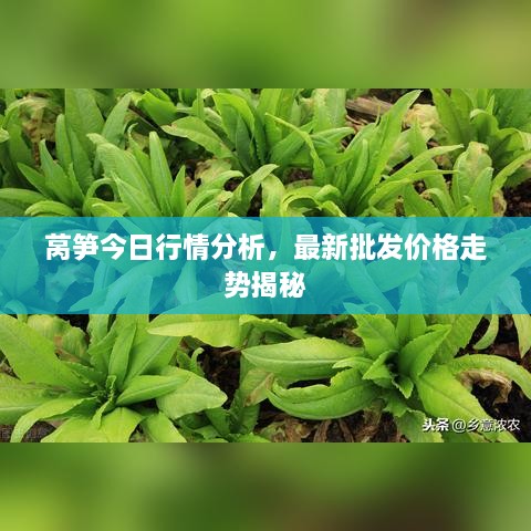 莴笋今日行情分析，最新批发价格走势揭秘