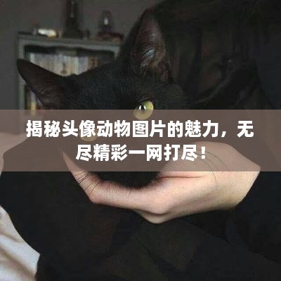 揭秘头像动物图片的魅力，无尽精彩一网打尽！